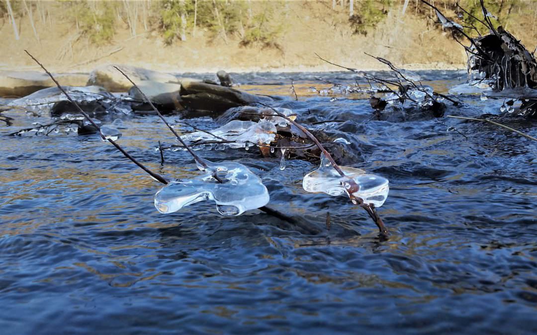 Water in a river with ice caught on sticks