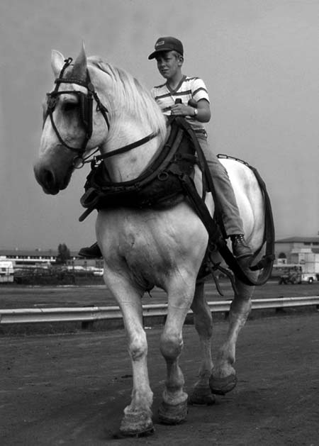 Boy sits atop a large white plowhorse.