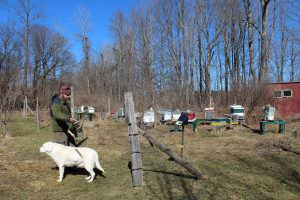 A beekeeper locks up his beeyard, his dog by his side