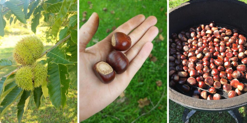 a composite photo of hands holding chestnuts, a bowl full of chestnuts, and ripe chestnuts on the plant